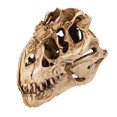 thumbnail image 2 of AMERTEER Individuality Unique Resin Dinosaurs Skull Model for Indoor, 2 of 10