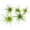 Green, variant on ragnaroc Air Plants - Tillandsia Tenuifolia Green, Large 3-5" - 2ct - Live Arrival Guaranteed - House Plants for Home Decor & Gift