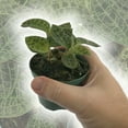 thumbnail image 5 of Jewel Orchid - 5 Live Plants in 3 Inch Pots - Macodes Petola - Stunning Lightning Leaf Pattern Beautiful Foliage, 5 of 5