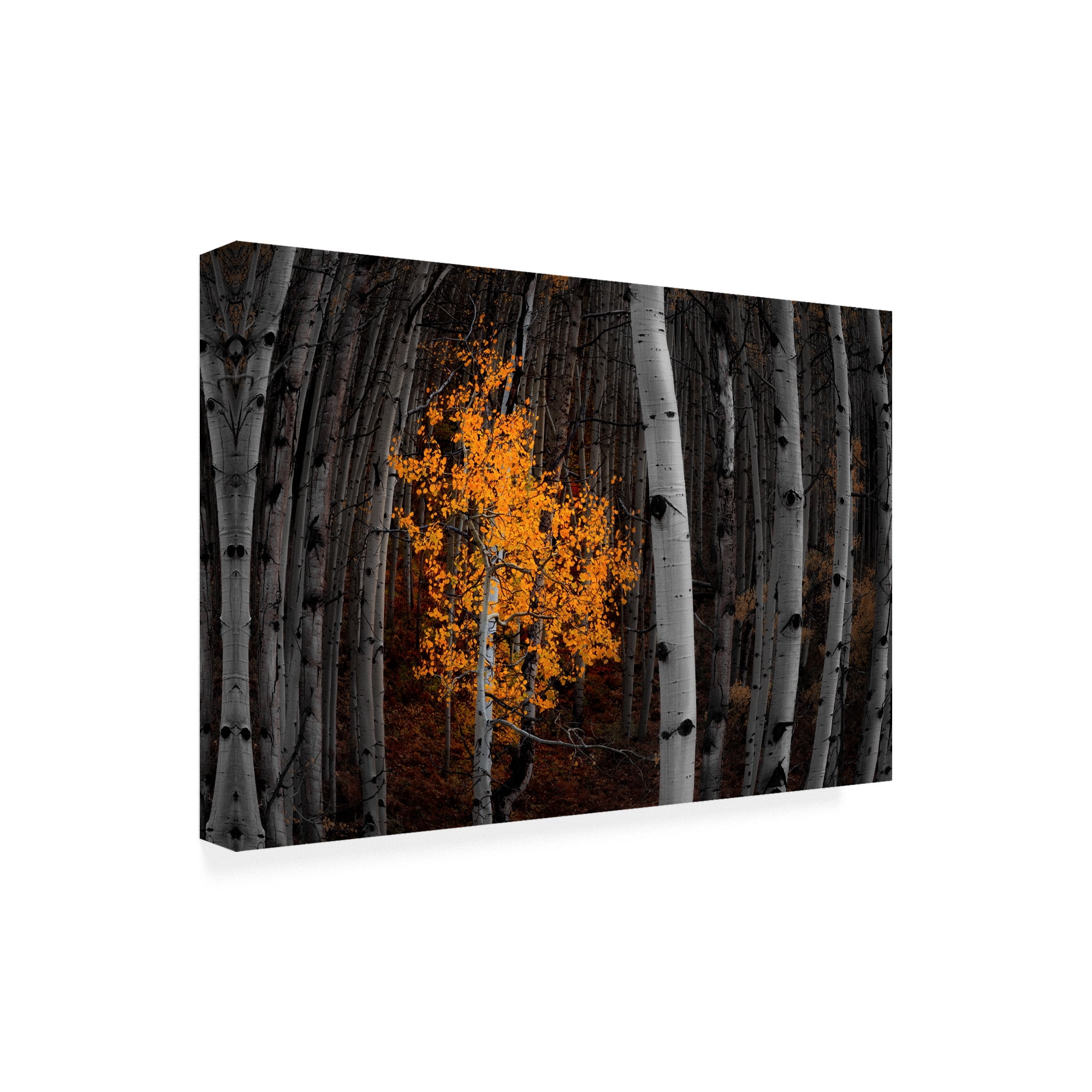 Trademark Fine Art 'Light of the Forest Flowering' Canvas Art by Darren White Photography
