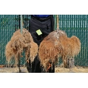 Big Foot Mycorrhizae for Plants, Potted Plants and Gardens - Concentrate Fully Dissolves in Water, Year Round Organic Fertilizer for Root Growth and Healthy Soil - 10 Pounds of Mycorrhizal Inoculant