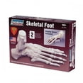 thumbnail image 1 of Lindberg Skeletal Foot, 1 of 4
