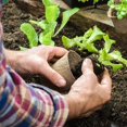 thumbnail image 4 of 6cm Garden  Peat Pots Plant Seedling Starters Cups Environmental Protection Nursery Herb Seed Tray Planting Tools, 4 of 7