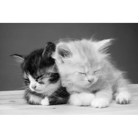 Two Kittens Asleep, Animals Unframed Photographic Print Wall Art Sold by Art.Com