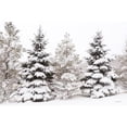 thumbnail image 3 of Deiter, Lori 24x17 Black Modern Framed Museum Art Print Titled - Snowy Pine Trees, 3 of 5