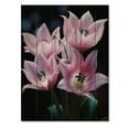 thumbnail image 3 of Designart "Pink Flowers captivate Tulips On Black" Floral Print on Natural Pine Wood, 3 of 5