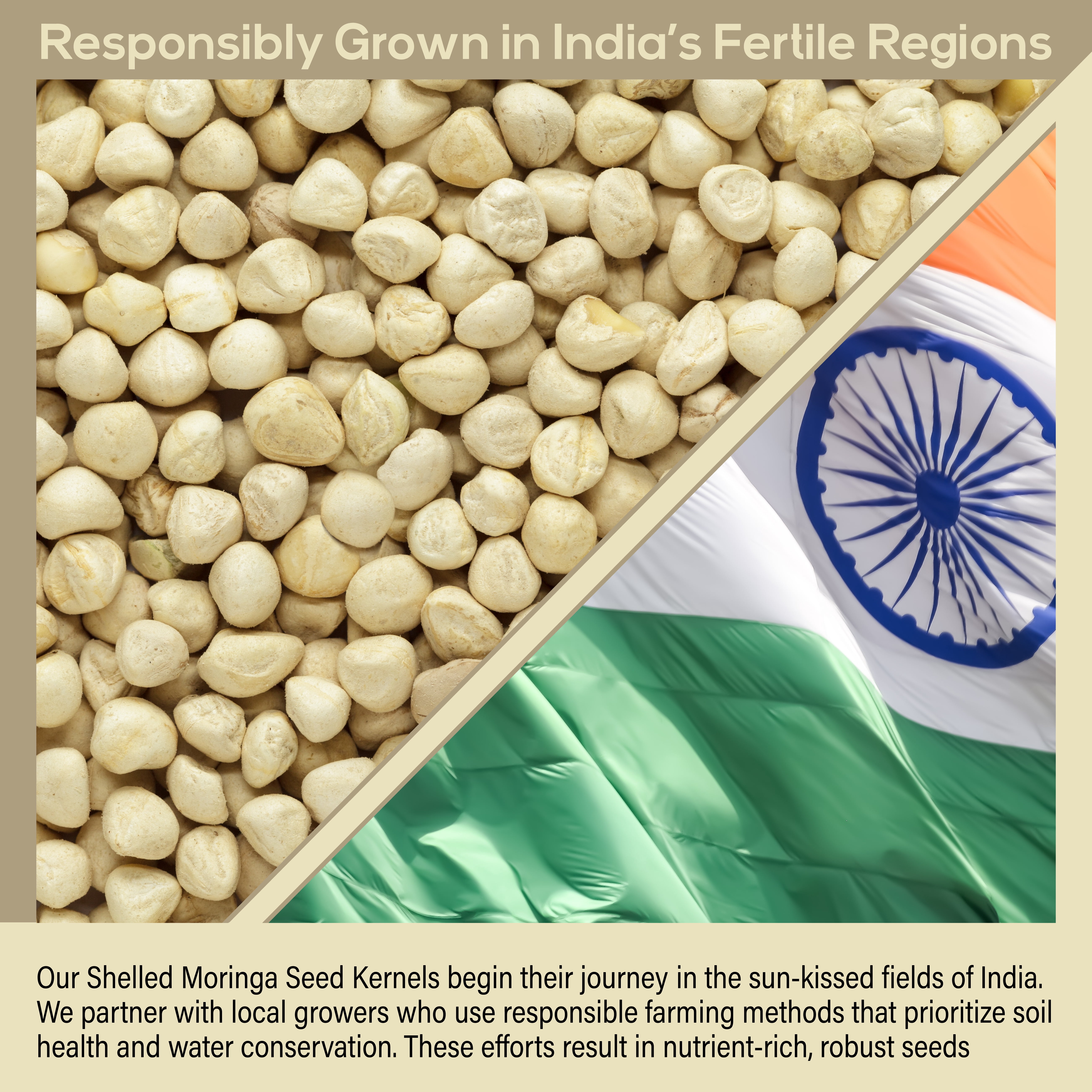Moringa Seeds Kernel Shelled 5 lbs. Bulk - Clean PKM1 Variety - Edible - Moringa Oleifera - Malunggay - Semillas De Moringa - Drumstick Tree - Non-GMO - 10,000 to 12,000 Seeds Approx.