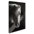 thumbnail image 2 of Trademark Fine Art 'Horse with Winter Coat' Canvas Art by Thom Sivo, 2 of 3