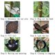 thumbnail image 4 of 10Pcs Reusable High Pressure Roots Ball Plant Rooting Growing Box for Plants Garden Tool Planting, 4 of 5