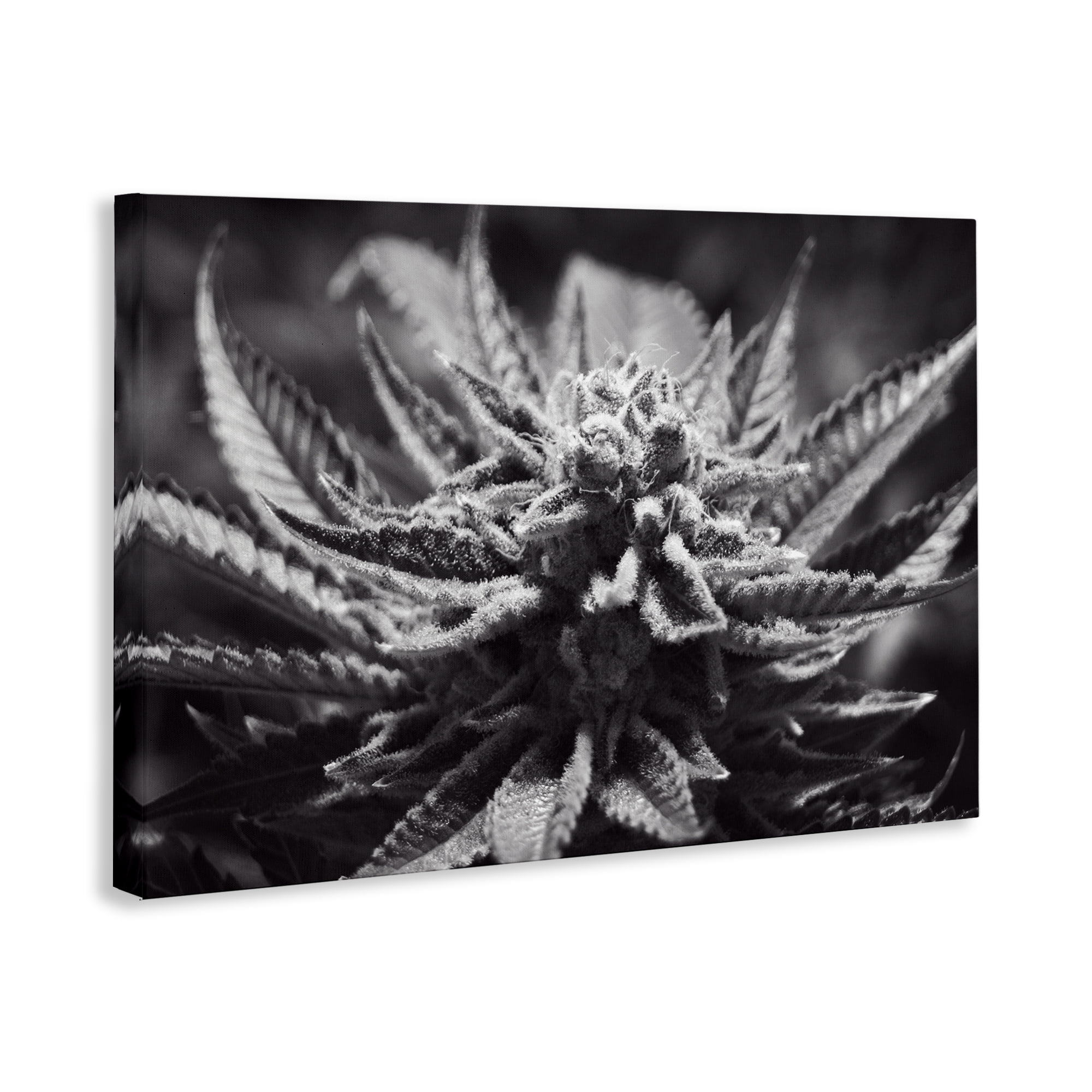 Stupell Industries Monochrome Cannabis Flower Plants & Flowers Painting Wrapped Canvas Art Print Wall Art, 30 x 20