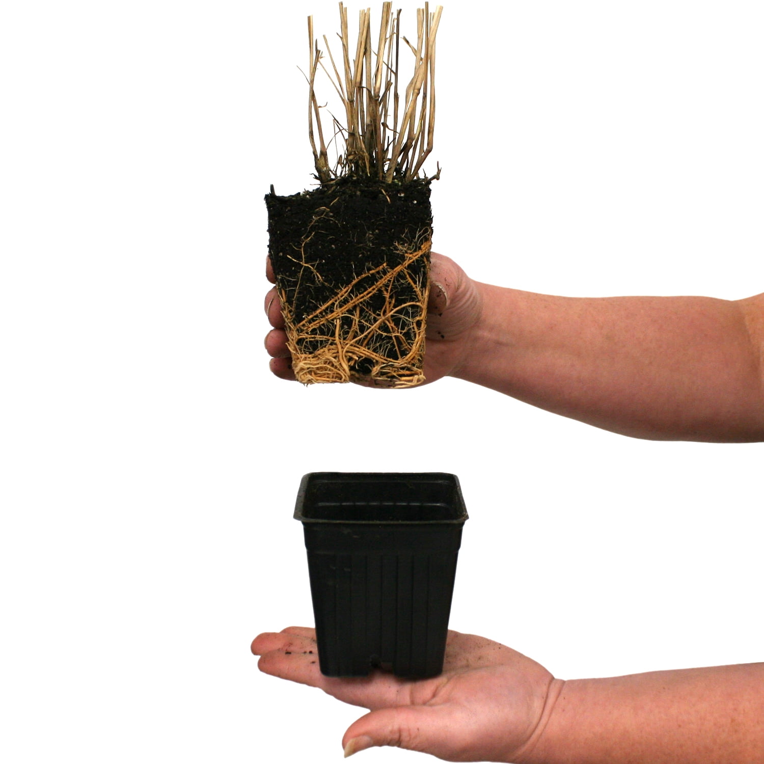 Van Zyverden Ornamental Grass Red Switch Grass One 3.25" Potted Plant Red Partial Sun Ornamental/Decorative 1 lb