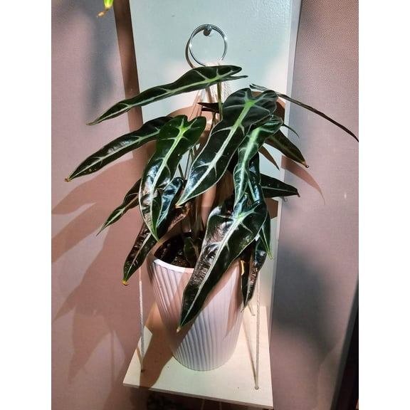 4 inch ceramic pot -Exact Plant Bambino Alocasia Indoor (double plant in pot) - picture September 22, 2024