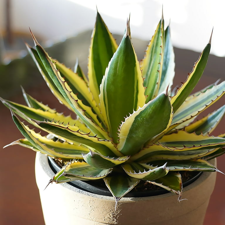 Altman Plants Quadricolor Century Plant, Agave Succulent | 6in Dcor Pot,  Filtered Sun, Exotic Plant - Walmart.com