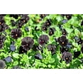 thumbnail image 6 of 50 BLACK PANSY Clear Crystals Viola Wittrockiana Flower Seeds, 6 of 10