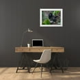 thumbnail image 3 of Fitzharris, Tim 14x12 White Modern Wood Framed Museum Art Print Titled - Black-crested Gibbon, 3 of 4