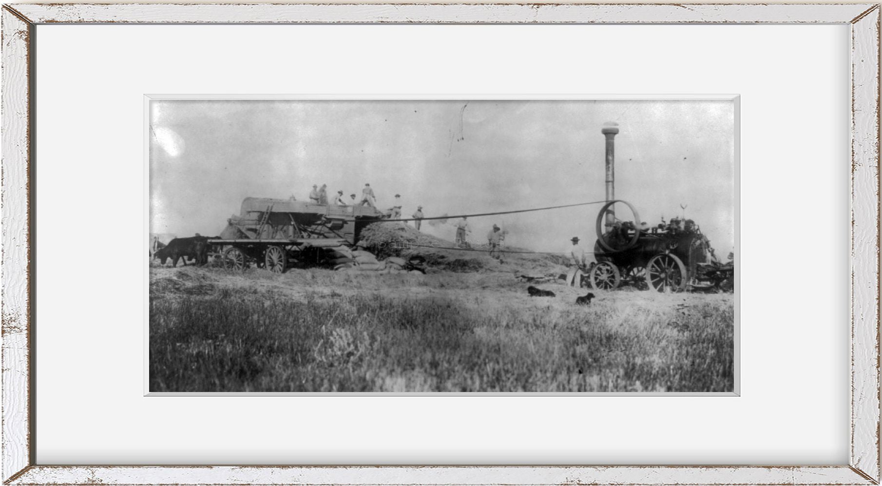 Photo: threshing grain, with steam powered threshing machine - Walmart.com