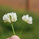 Ball Clover Seed - Great for Honey Bees - 1 Lb. (Best Plants To Attract Honey Bees)