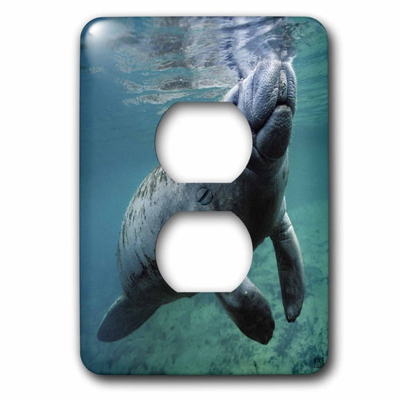 3dRose, West Indian Manatee Trichechus manatus Florida USA, 2 plug outlet cover