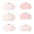 thumbnail image 1 of 6 soportes para plantas aéreas con forma de erizo de mar, macetas con forma de concha, maceta creativa con forma de concha, 1 of 8