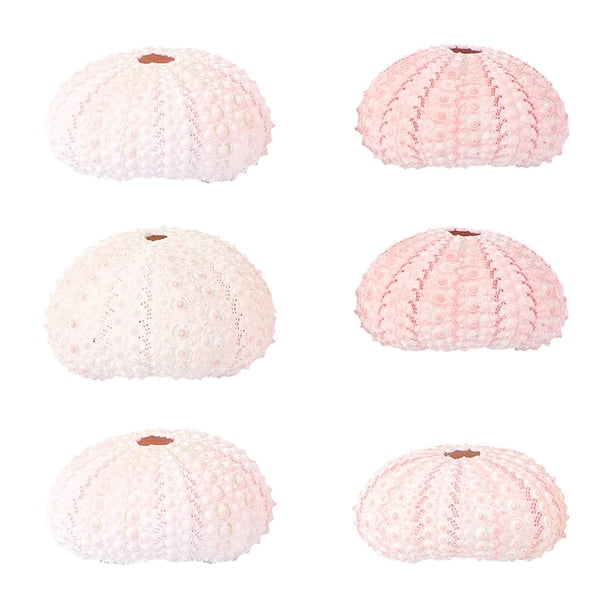 6 soportes para plantas aéreas con forma de erizo de mar, macetas con forma de concha, maceta creativa con forma de concha
