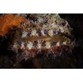 thumbnail image 1 of Sponge encrusted oyster filters water to feed, Bonaire, Caribbean Netherlands Poster Print (34 x 22), 1 of 1