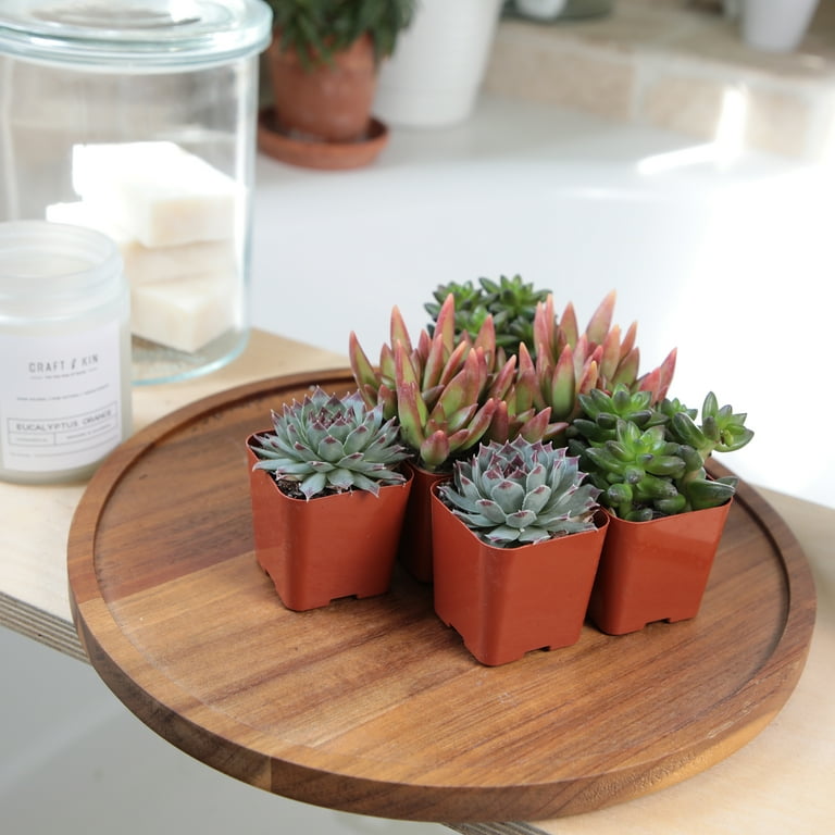 large orchid plant pot Large Double Bi-Color Orchid