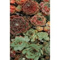 thumbnail image 3 of Frates, Dennis 17x24 Black Modern Framed Museum Art Print Titled - Succulent Collection I, 3 of 5