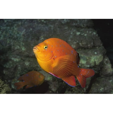 - Garabaldi in Juvenile Form Print Wall Art By Hal Beral