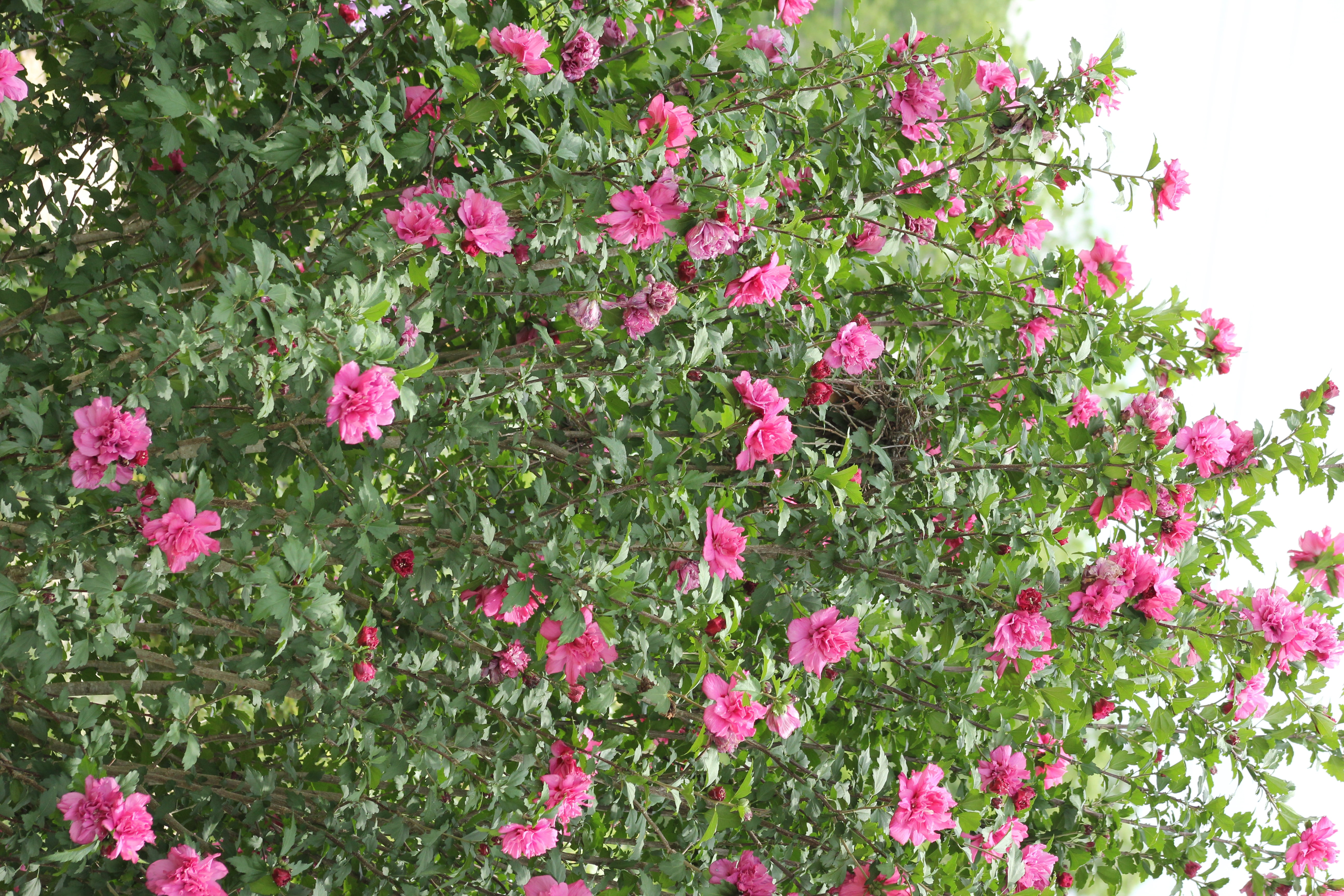 2Gal. Hibiscus Raspberry Smoothie Live Tree with Full Sun