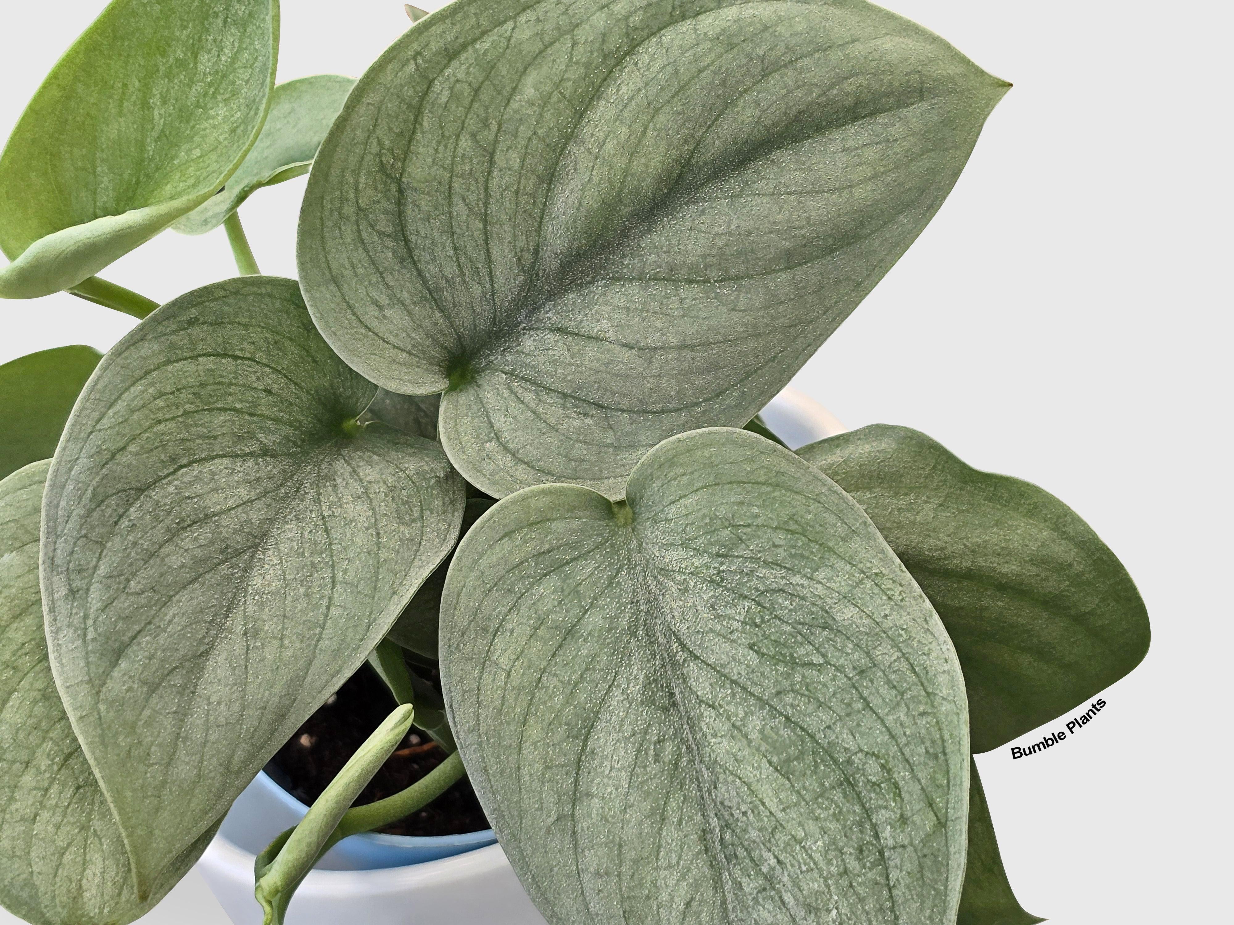 Scindapsus Pictus 'SOOO™ Silver' - Live Air-Purifying Indoor Plant in Nursery Pot – Easy Care, Low Maintenance Houseplant for Home & Office Decor, Natural Air Cleaner, Best for Beginners