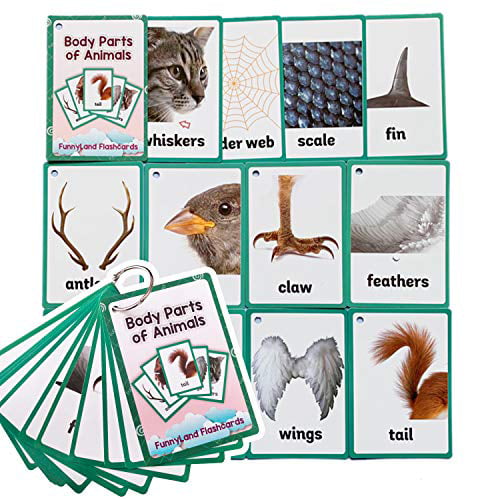 Richardy 12PCS/Set Sea Animals Body Parts Kids Gifts English Flash Cards  Pocket Card Educational Learning Baby Toys for Children Pre-Kindergarten -  