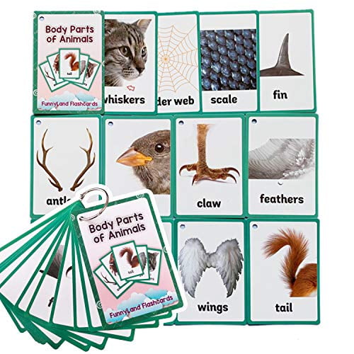Richardy 12PCS/Set Sea Animals Body Parts Kids Gifts English Flash Cards Pocket Card Educational Learning Baby Toys for Children Pre-Kindergarten - Richardy 12PCS/Set Sea Animals Body Parts Kids Gifts English Flash Cards Pocket Card Educational Learning Baby Toys for Children Pre-Kindergarten -