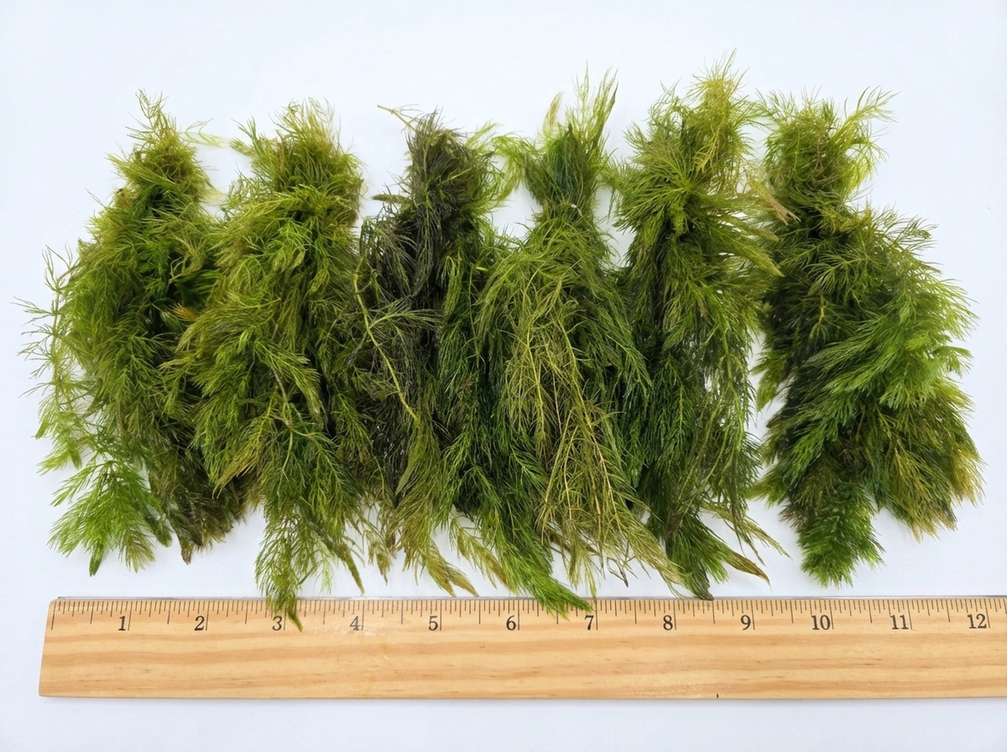 Canton Aquatics Hornwort Tropical Floating Live-Action Aquarium Plant Decoration, Green, 6 Count