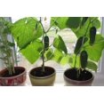 thumbnail image 2 of GSDWIUEW Seeds Indoor Cucumber Self-pollinated Vegetable, 2 of 8