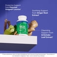 thumbnail image 4 of Microbiome Labs MegaGuard Gut Health Supplements - Ginger Root, Licorice Root & Artichoke Leaf Extract to Support Digestive Health & Occasional Gas - for Women, Men & Kids 8+ 60 Capsules, 4 of 9