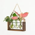 thumbnail image 4 of thinsony Glass Vase Landscape Pot Soilless Planting Modern for Home Office Ornament, 4 of 8