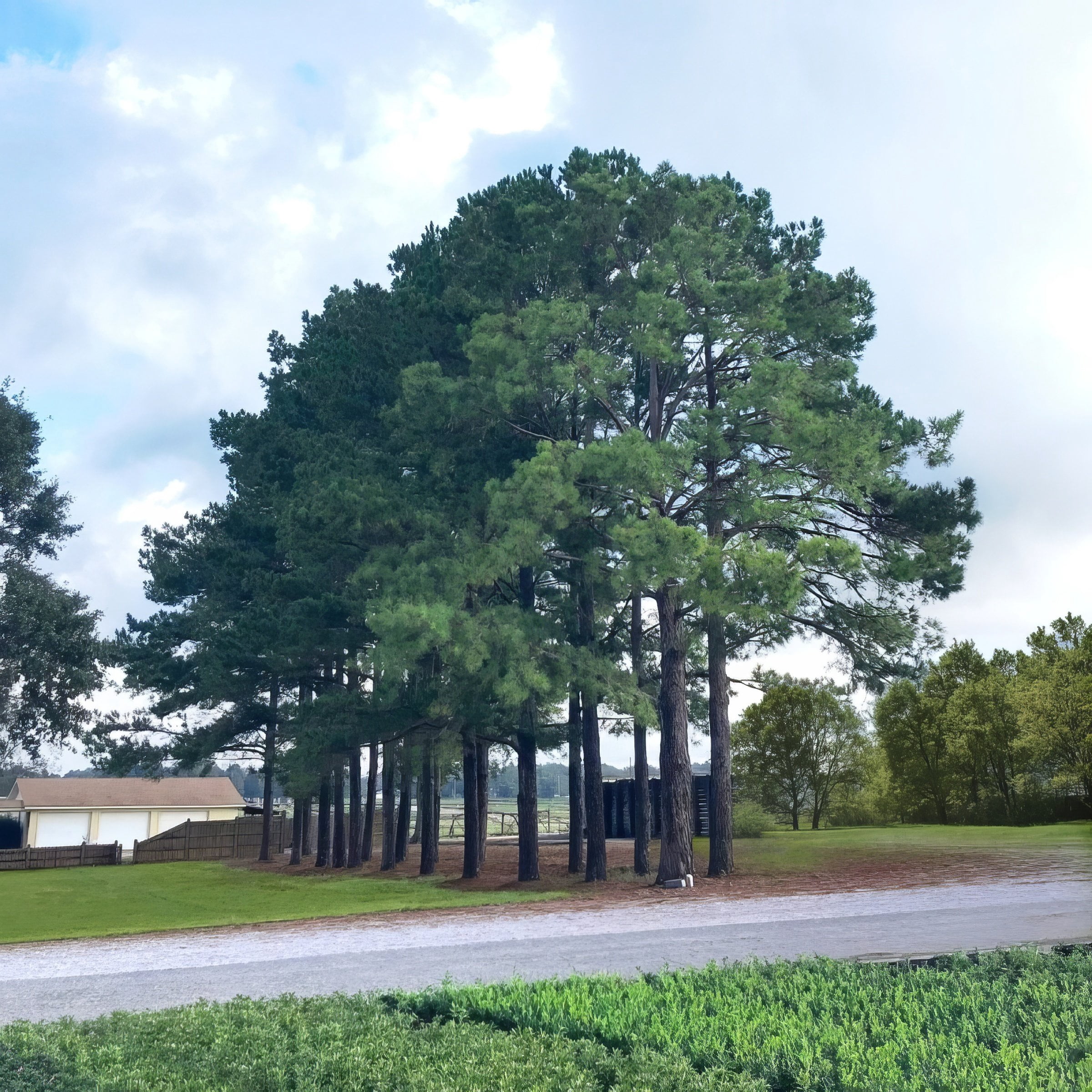 National Plant Network 1 gal. Pinus Loblolly Tree