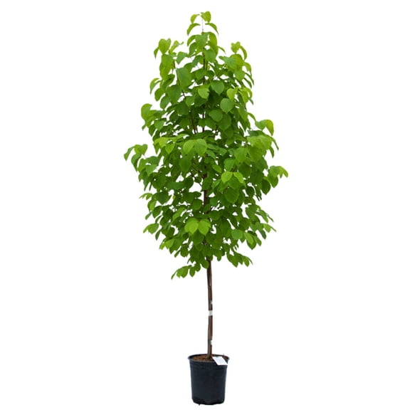 Expert Gardener 2-3' Serviceberry Autumn Brilliance® in 2 gal. Grower Pot