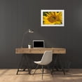 thumbnail image 3 of Peterson, Lee 14x11 White Modern Wood Framed Museum Art Print Titled - Sunflower I, 3 of 4