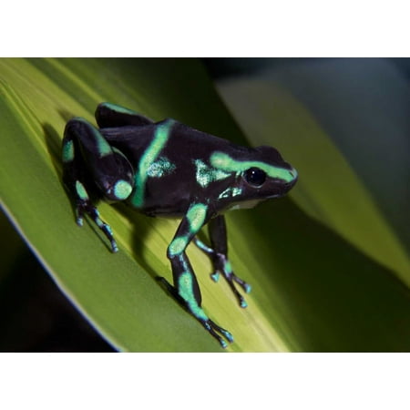 Paradise Costa Rica - Green and Black Poison Dart Frog portrait Costa Rica Poster Print by Tim Fitzharris