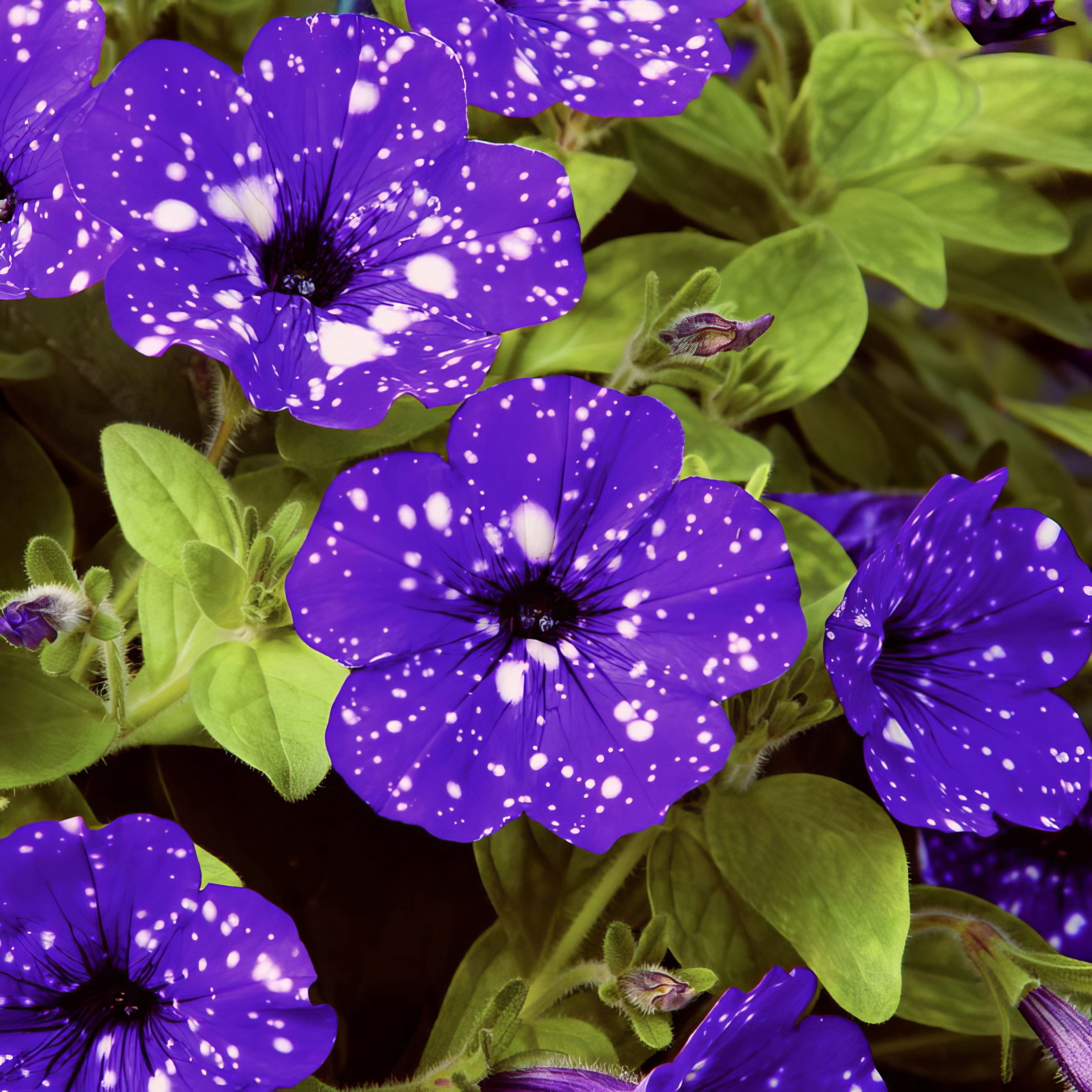 Live Annual 4" NightSky Petunia (3-Pack) with Full Sunlight