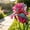 B, variant on Garden Iris for Yard Borders, Landscaping & Containers-Easy Grow-Low Effort-Ideal for Plant Pots & Planters