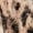 Oatmeal Jacquard Animal, variant on June & Vie Women's Plus Size Leopard-Print Eyelash Cardigan