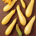 thumbnail image 2 of Squash Multipik F1 Seed, FarMore Treatment, 250 Seeds, 2 of 3