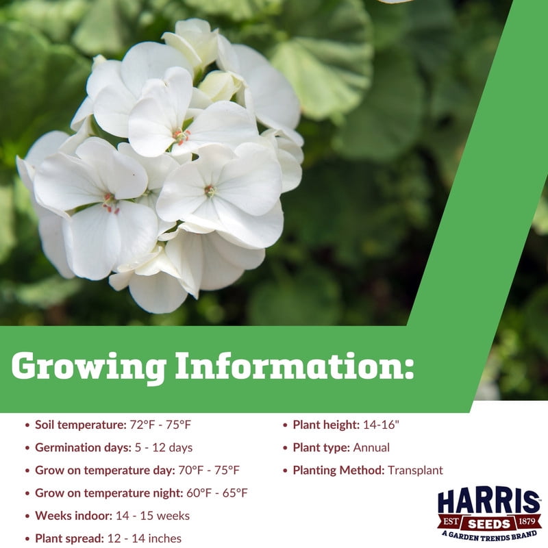 Harris Seeds 81875 Geranium Maverick White F1 Plant Seeds