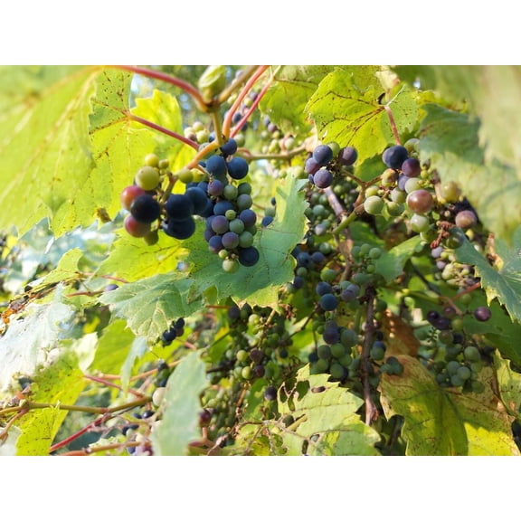 Set 2 Grape Vine Live Plants 12 ft Tall, Bare Root, Grape Vine for Outdoor Planting, Fruit Vine Plant