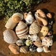 thumbnail image 7 of ACDANC Hermit Crab Shells,Ocean Inspired Ornaments Beach Decorations for Home,Detailed Figurines Hermit Crab,Style4,1.57*0.79*1.97in, 7 of 7