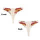 thumbnail image 3 of Balery Frog Sitting On Mushroom Tangas de Algodón para Mujer con Estampado – Ropa Interior Sexy, Transpirable, G-string-X-Small, 3 of 6