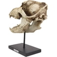 thumbnail image 2 of Ebros Direwolf Fossil Skull Statue On Pole Mount and Brass Name Plate 12.5" Long, 2 of 6