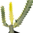 thumbnail image 3 of Ghost Variegated Euphorbia Trigona, 2.5 inch, White African Milk Tree, Albino Cactus, 3 of 5